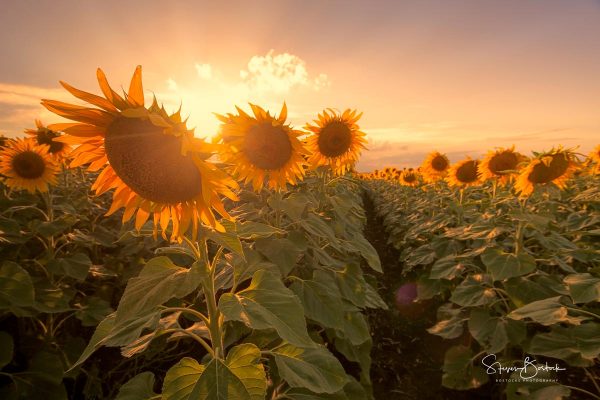 sunflower field sunset allora darling downs