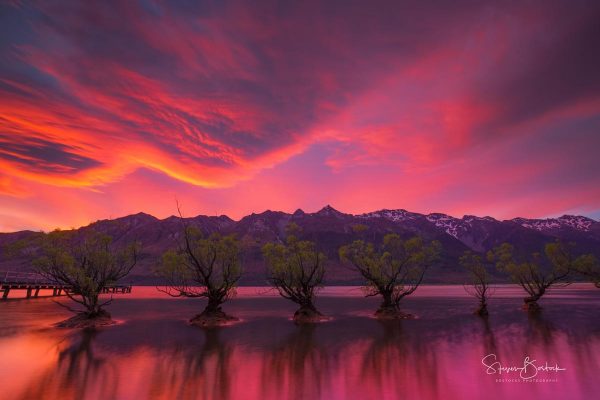 the willow trees pink sunset glenorchy new zealand